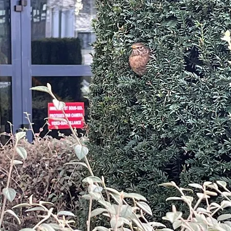 Square Walliser Pres Zenith