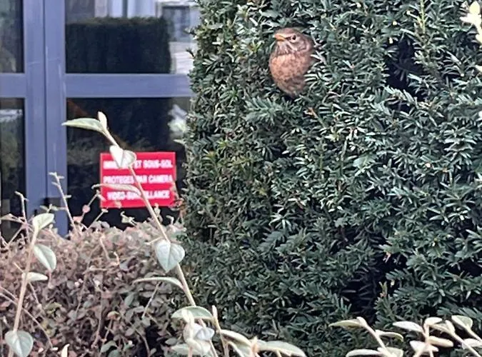 Square Walliser Pres Zenith